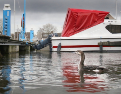 <i class='fa fa-user'></i>&nbsp;thijsglastra&nbsp;|   Parelduiker&nbsp; <i class='fa fa-eye'>&nbsp;1408</i> &nbsp;<i class='fa fa-thumbs-up'>&nbsp;20</i> &nbsp; <i class='fa fa-comment-o'>&nbsp;29</i>