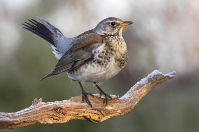 <i class='fa fa-user'></i>&nbsp;Arjan Troost&nbsp;|   Kramsvogel&nbsp; <i class='fa fa-eye'>&nbsp;476</i> &nbsp;<i class='fa fa-thumbs-up'>&nbsp;5</i> &nbsp; <i class='fa fa-comment-o'>&nbsp;13</i>