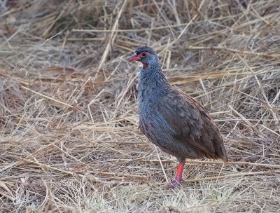 <i class='fa fa-user'></i>&nbsp;guido mwm&nbsp;|   Roodkeelfrankolijn&nbsp; <i class='fa fa-eye'>&nbsp;296</i> &nbsp;<i class='fa fa-thumbs-up'>&nbsp;2</i> &nbsp; <i class='fa fa-comment-o'>&nbsp;14</i>