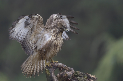 <i class='fa fa-user'></i>&nbsp;Henk Laverman&nbsp;|   Buizerd&nbsp; <i class='fa fa-eye'>&nbsp;514</i> &nbsp;<i class='fa fa-thumbs-up'>&nbsp;2</i> &nbsp; <i class='fa fa-comment-o'>&nbsp;11</i>