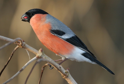Na de pestvogel zaten 2 dagen later enkele Noordse goudvinken in de tuin.Ook die waren blijkbaar verzot op de bessen Gelderse roos.K'denk dat ik hem hier iets te veel vergroot heb.Maar ze zaten ook zo dicht.Die leken precies nergens schuw van.Ik denk dat er al veel ten prooi zijn gevallen aan sperwers,zo mak en zo opvallend.