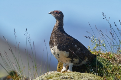 <i class='fa fa-user'></i>&nbsp;peter wijn&nbsp;|   Alpensneeuwhoen&nbsp; <i class='fa fa-eye'>&nbsp;409</i> &nbsp;<i class='fa fa-thumbs-up'>&nbsp;3</i> &nbsp; <i class='fa fa-comment-o'>&nbsp;10</i>