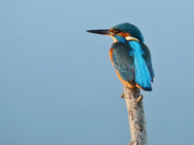 Foto gemaakt vanuit een vogelhut. IJsvogel kwam voor de hut op de tak zitten. De middagzon zorgde voor mooi zacht licht.