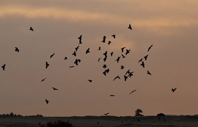 Het was bizar. Ik liep alleen over het zand. Van 1 kant kwamen raven en kraaien overvliegen. Ze gingen zich verzamelen voor hun slaapplaats. Ze landden niet ver van me vandaan. Ze vlogen gezamenlijk op voordat de in de toppen van de bomen verbleven.