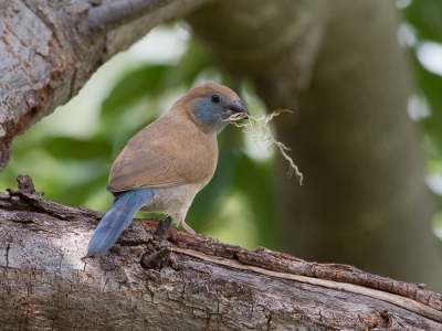 <i class='fa fa-user'></i>&nbsp;Paul van Giersbergen&nbsp;|   Blauwfazantje&nbsp; <i class='fa fa-eye'>&nbsp;267</i> &nbsp;<i class='fa fa-thumbs-up'>&nbsp;1</i> &nbsp; <i class='fa fa-comment-o'>&nbsp;2</i>
