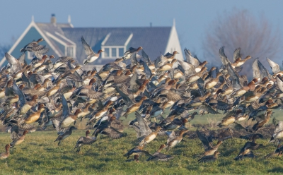 Ik zat al even naar de foeragerende smienten te kijken, heel dicht op elkaar zaten ze. Toen ik net een foto van smienten en landschap wilde maken vloog alles op. Ik vind die beweging van het opvliegen heel bijzonder, hier kun je het goed zien. Anders dan bij ganzen, lijkt het net of het n lijf is dat beweegt.