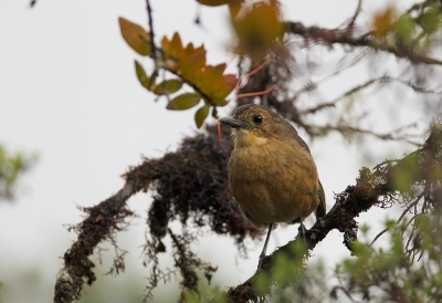 <i class='fa fa-user'></i>&nbsp;charlysax&nbsp;|   Bergmierpitta&nbsp; <i class='fa fa-eye'>&nbsp;231</i> &nbsp; <i class='fa fa-comment-o'>&nbsp;4</i>