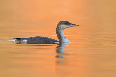 <i class='fa fa-user'></i>&nbsp;Johan G&nbsp;|   Parelduiker&nbsp; <i class='fa fa-eye'>&nbsp;425</i> &nbsp;<i class='fa fa-thumbs-up'>&nbsp;6</i> &nbsp; <i class='fa fa-comment-o'>&nbsp;15</i>