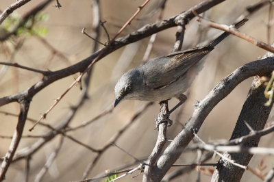 <i class='fa fa-user'></i>&nbsp;Kees de Jager&nbsp;|   Layards Meeszanger&nbsp; <i class='fa fa-eye'>&nbsp;219</i> &nbsp; <i class='fa fa-comment-o'>&nbsp;4</i>