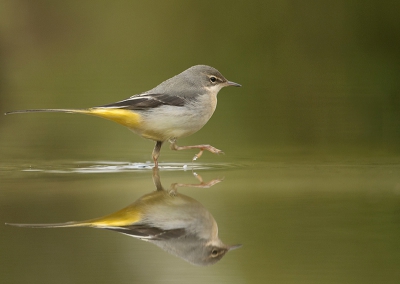 <i class='fa fa-user'></i>&nbsp;Wilfried Solarz&nbsp;|   Grote Gele Kwikstaart&nbsp; <i class='fa fa-eye'>&nbsp;615</i> &nbsp;<i class='fa fa-thumbs-up'>&nbsp;15</i> &nbsp; <i class='fa fa-comment-o'>&nbsp;24</i>