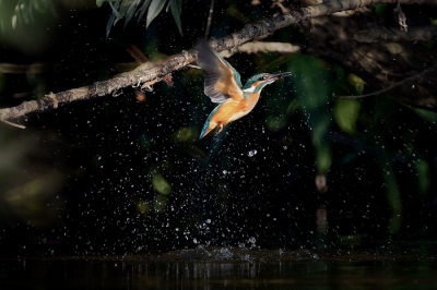 Foto gemaakt vanuit gecamoufleerd bootje.Op deze plek vaker jonge ijsvogeltjes zien jagen.