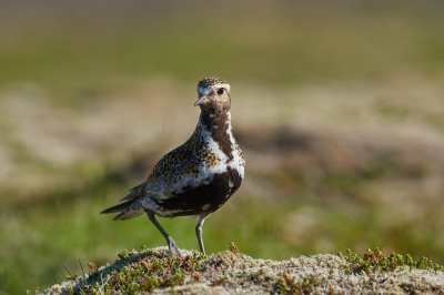 <i class='fa fa-user'></i>&nbsp;peter wijn&nbsp;|   Goudplevier&nbsp; <i class='fa fa-eye'>&nbsp;314</i> &nbsp;<i class='fa fa-thumbs-up'>&nbsp;1</i> &nbsp; <i class='fa fa-comment-o'>&nbsp;8</i>