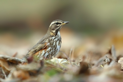 <i class='fa fa-user'></i>&nbsp;Frank Kremer&nbsp;|   Koperwiek&nbsp; <i class='fa fa-eye'>&nbsp;347</i> &nbsp;<i class='fa fa-thumbs-up'>&nbsp;2</i> &nbsp; <i class='fa fa-comment-o'>&nbsp;9</i>