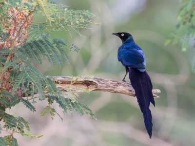 <i class='fa fa-user'></i>&nbsp;Paul van Giersbergen&nbsp;|   Groene Langstaartglansspreeuw&nbsp; <i class='fa fa-eye'>&nbsp;304</i> &nbsp;<i class='fa fa-thumbs-up'>&nbsp;2</i> &nbsp; <i class='fa fa-comment-o'>&nbsp;10</i>