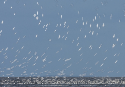 De foto ligt er al weer even omdat ik lang aarzelde of ik hem wilde laten zien. Het is een 'birdtrail' (de naam is van mij in navolging van de startrail die je op foto sites tegenkomt, en waar de beweging van sterren wordt vastgelegd). 1/20 voor landende kluten en je ziet welke vliegroute ze volgen. Ik heb er veel gemaakt en veel weggegooid, deze is ongeveer wat ik in gedachten had, maar het kan vast nog veel beter.