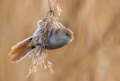 <i class='fa fa-user'></i>&nbsp;Rob wijn&nbsp;|   Baardman&nbsp; <i class='fa fa-eye'>&nbsp;429</i> &nbsp;<i class='fa fa-thumbs-up'>&nbsp;6</i> &nbsp; <i class='fa fa-comment-o'>&nbsp;17</i>