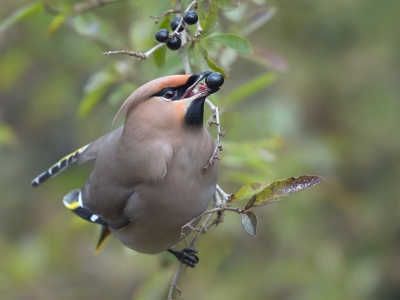 <i class='fa fa-user'></i>&nbsp;Johan Scholtens&nbsp;|   Pestvogel&nbsp; <i class='fa fa-eye'>&nbsp;574</i> &nbsp;<i class='fa fa-thumbs-up'>&nbsp;17</i> &nbsp; <i class='fa fa-comment-o'>&nbsp;21</i>