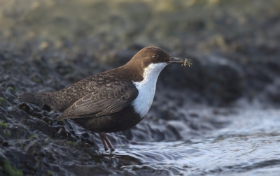 <i class='fa fa-user'></i>&nbsp;keesvanderklauw&nbsp;|   Waterspreeuw&nbsp; <i class='fa fa-eye'>&nbsp;504</i> &nbsp;<i class='fa fa-thumbs-up'>&nbsp;12</i> &nbsp; <i class='fa fa-comment-o'>&nbsp;16</i>