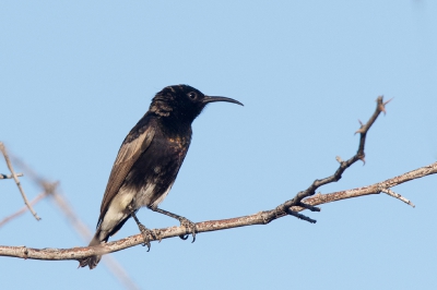 <i class='fa fa-user'></i>&nbsp;Kees de Jager&nbsp;|   Roethoningzuiger&nbsp; <i class='fa fa-eye'>&nbsp;281</i> &nbsp; <i class='fa fa-comment-o'>&nbsp;4</i>