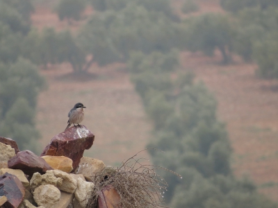 <i class='fa fa-user'></i>&nbsp;sieb&nbsp;|   Iberische Klapekster&nbsp; <i class='fa fa-eye'>&nbsp;523</i> &nbsp;<i class='fa fa-thumbs-up'>&nbsp;1</i> &nbsp; <i class='fa fa-comment-o'>&nbsp;13</i>