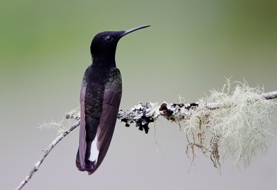 <i class='fa fa-user'></i>&nbsp;charlysax&nbsp;|   Rouwkolibrie&nbsp; <i class='fa fa-eye'>&nbsp;380</i> &nbsp;<i class='fa fa-thumbs-up'>&nbsp;13</i> &nbsp; <i class='fa fa-comment-o'>&nbsp;14</i>