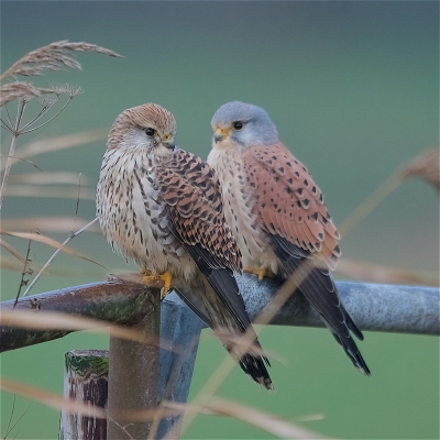 <i class='fa fa-user'></i>&nbsp;Harry Jamont&nbsp;|   Torenvalk&nbsp; <i class='fa fa-eye'>&nbsp;756</i> &nbsp;<i class='fa fa-thumbs-up'>&nbsp;12</i> &nbsp; <i class='fa fa-comment-o'>&nbsp;25</i>