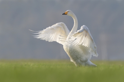 <i class='fa fa-user'></i>&nbsp;Johan G&nbsp;|   Wilde Zwaan&nbsp; <i class='fa fa-eye'>&nbsp;502</i> &nbsp;<i class='fa fa-thumbs-up'>&nbsp;12</i> &nbsp; <i class='fa fa-comment-o'>&nbsp;19</i>