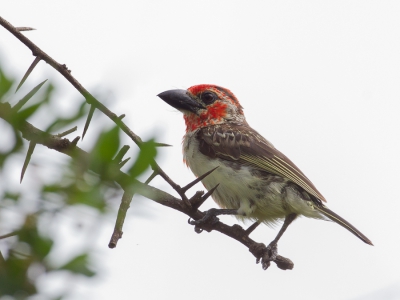 <i class='fa fa-user'></i>&nbsp;Paul van Giersbergen&nbsp;|   Rood-gele Baardvogel&nbsp; <i class='fa fa-eye'>&nbsp;278</i> &nbsp; <i class='fa fa-comment-o'>&nbsp;2</i>