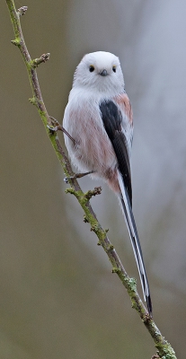 <i class='fa fa-user'></i>&nbsp;Jakob Keun&nbsp;|   Staartmees&nbsp; <i class='fa fa-eye'>&nbsp;655</i> &nbsp;<i class='fa fa-thumbs-up'>&nbsp;4</i> &nbsp; <i class='fa fa-comment-o'>&nbsp;12</i>