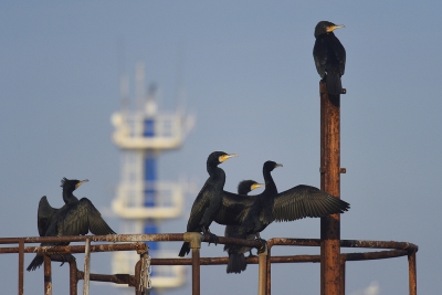 <i class='fa fa-user'></i>&nbsp;Gerard Visser&nbsp;|   Aalscholver&nbsp; <i class='fa fa-eye'>&nbsp;329</i> &nbsp; <i class='fa fa-comment-o'>&nbsp;16</i>