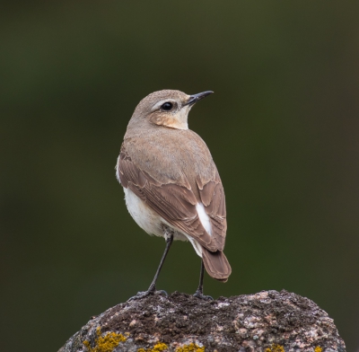 <i class='fa fa-user'></i>&nbsp;natura-pulchra&nbsp;|   Tapuit&nbsp; <i class='fa fa-eye'>&nbsp;334</i> &nbsp; <i class='fa fa-comment-o'>&nbsp;5</i>