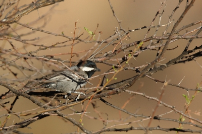 <i class='fa fa-user'></i>&nbsp;Kees de Jager&nbsp;|   Acaciamees&nbsp; <i class='fa fa-eye'>&nbsp;303</i> &nbsp; <i class='fa fa-comment-o'>&nbsp;1</i>