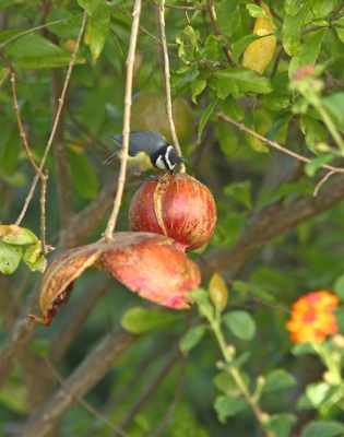 Als we zaten te ontbijten zag je diverse vogeltjes voorbij komen. Pas aan het eind van de vakantie zag ik deze koolmees. Canarische ondersoort. Het petje is anders.