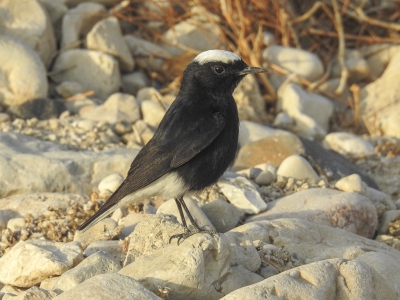 <i class='fa fa-user'></i>&nbsp;Kalanit&nbsp;|   Witkruintapuit&nbsp; <i class='fa fa-eye'>&nbsp;407</i> &nbsp; <i class='fa fa-comment-o'>&nbsp;11</i>