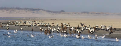 <i class='fa fa-user'></i>&nbsp;thijsglastra&nbsp;|   Eider&nbsp; <i class='fa fa-eye'>&nbsp;309</i> &nbsp;<i class='fa fa-thumbs-up'>&nbsp;1</i> &nbsp; <i class='fa fa-comment-o'>&nbsp;9</i>