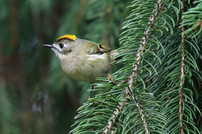 Vanmiddag een paar uur op pad en het kleinste vogeltje van Nederland gezien. Heel mooi en wat een propje inderdaad.