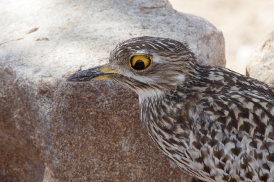 <i class='fa fa-user'></i>&nbsp;Kees de Jager&nbsp;|   Kaapse Griel&nbsp; <i class='fa fa-eye'>&nbsp;282</i> &nbsp; <i class='fa fa-comment-o'>&nbsp;3</i>