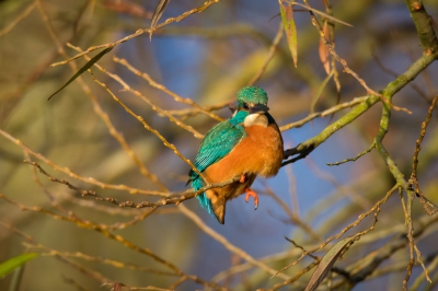 Het valt me op dat jonge vogels best moeite hebben om beide poten te gebruiken. In de lente zag ik het al bij jonge bosuilen en nu ook bij dit laat nest ijsvogeltjes...