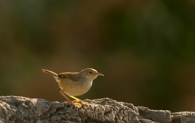 <i class='fa fa-user'></i>&nbsp;pabos&nbsp;|   Witbrauwgraszanger&nbsp; <i class='fa fa-eye'>&nbsp;260</i> &nbsp; <i class='fa fa-comment-o'>&nbsp;2</i>