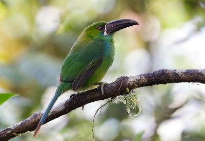 <i class='fa fa-user'></i>&nbsp;charlysax&nbsp;|   Roodstuitarassari&nbsp; <i class='fa fa-eye'>&nbsp;262</i> &nbsp;<i class='fa fa-thumbs-up'>&nbsp;1</i> &nbsp; <i class='fa fa-comment-o'>&nbsp;7</i>