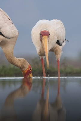 <i class='fa fa-user'></i>&nbsp;astrid schute&nbsp;|   Afrikaanse Nimmerzat&nbsp; <i class='fa fa-eye'>&nbsp;500</i> &nbsp;<i class='fa fa-thumbs-up'>&nbsp;12</i> &nbsp; <i class='fa fa-comment-o'>&nbsp;23</i>