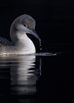 <i class='fa fa-user'></i>&nbsp;Henk Laverman&nbsp;|   Parelduiker&nbsp; <i class='fa fa-eye'>&nbsp;582</i> &nbsp;<i class='fa fa-thumbs-up'>&nbsp;25</i> &nbsp; <i class='fa fa-comment-o'>&nbsp;26</i>