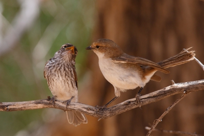 <i class='fa fa-user'></i>&nbsp;Kees de Jager&nbsp;|   Maricovliegenvanger&nbsp; <i class='fa fa-eye'>&nbsp;237</i> &nbsp;<i class='fa fa-thumbs-up'>&nbsp;1</i> &nbsp; <i class='fa fa-comment-o'>&nbsp;4</i>