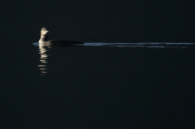 <i class='fa fa-user'></i>&nbsp;groenvogel57&nbsp;|   Parelduiker&nbsp; <i class='fa fa-eye'>&nbsp;268</i> &nbsp; <i class='fa fa-comment-o'>&nbsp;4</i>