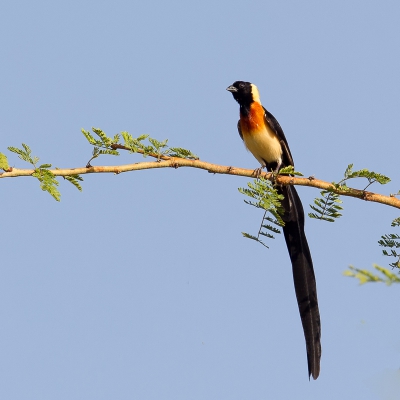 <i class='fa fa-user'></i>&nbsp;Paul van Giersbergen&nbsp;|   Sahelparadijswida&nbsp; <i class='fa fa-eye'>&nbsp;273</i> &nbsp; <i class='fa fa-comment-o'>&nbsp;1</i>