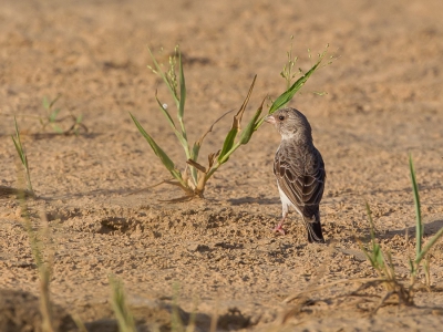 <i class='fa fa-user'></i>&nbsp;Paul van Giersbergen&nbsp;|   Edelzanger&nbsp; <i class='fa fa-eye'>&nbsp;225</i> &nbsp; <i class='fa fa-comment-o'>&nbsp;4</i>