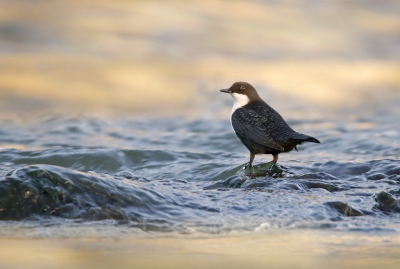 <i class='fa fa-user'></i>&nbsp;Gejo Wassink&nbsp;|   Waterspreeuw&nbsp; <i class='fa fa-eye'>&nbsp;331</i> &nbsp;<i class='fa fa-thumbs-up'>&nbsp;10</i> &nbsp; <i class='fa fa-comment-o'>&nbsp;19</i>