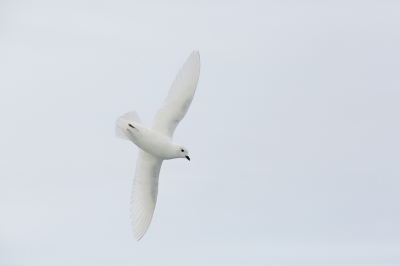 <i class='fa fa-user'></i>&nbsp;Arjen Drost&nbsp;|   Sneeuwstormvogel&nbsp; <i class='fa fa-eye'>&nbsp;286</i> &nbsp; <i class='fa fa-comment-o'>&nbsp;6</i>