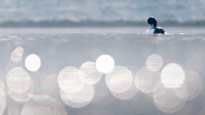 <i class='fa fa-user'></i>&nbsp;Jeffrey van Houten&nbsp;|   Kuifeend&nbsp; <i class='fa fa-eye'>&nbsp;438</i> &nbsp;<i class='fa fa-thumbs-up'>&nbsp;4</i> &nbsp; <i class='fa fa-comment-o'>&nbsp;10</i>