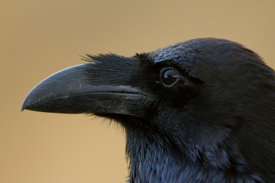 <i class='fa fa-user'></i>&nbsp;JHR&nbsp;|   Raaf&nbsp; <i class='fa fa-eye'>&nbsp;377</i> &nbsp;<i class='fa fa-thumbs-up'>&nbsp;3</i> &nbsp; <i class='fa fa-comment-o'>&nbsp;12</i>